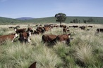 2010 AILA National Landscape Architecture Award: Land Management