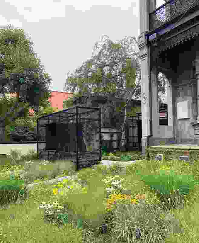 The meadow planting of Miegunya Garden challenges the traditional gardens of Melbourne’s inner-city terrace houses.