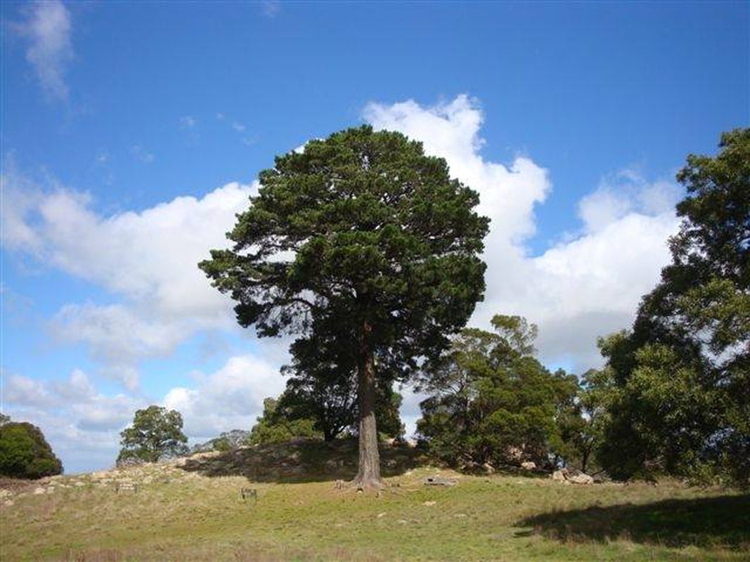2018 Victorian Tree of the Year announced Landscape Australia