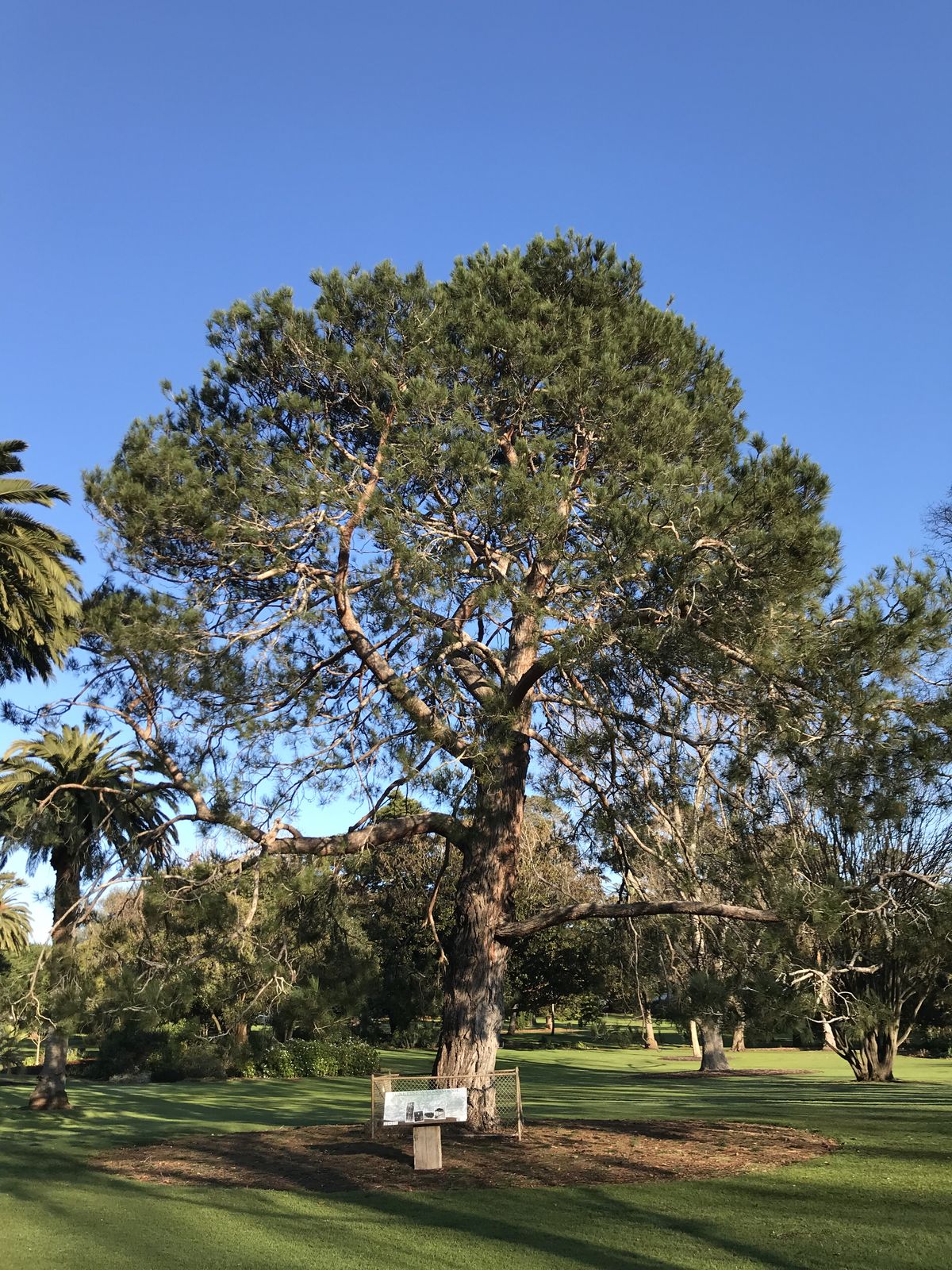 2019 Victorian Tree of the Year announced | Landscape Australia