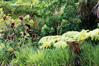 Understorey plantings on the southern slopes of Barangaroo Reserve. 