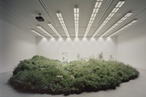 Cross-pollination, migration, adaptation: Australia's fragile grasslands at the Venice Biennale