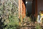 Tree canopy and shade drove the design of Bulwer Avenue Garden.