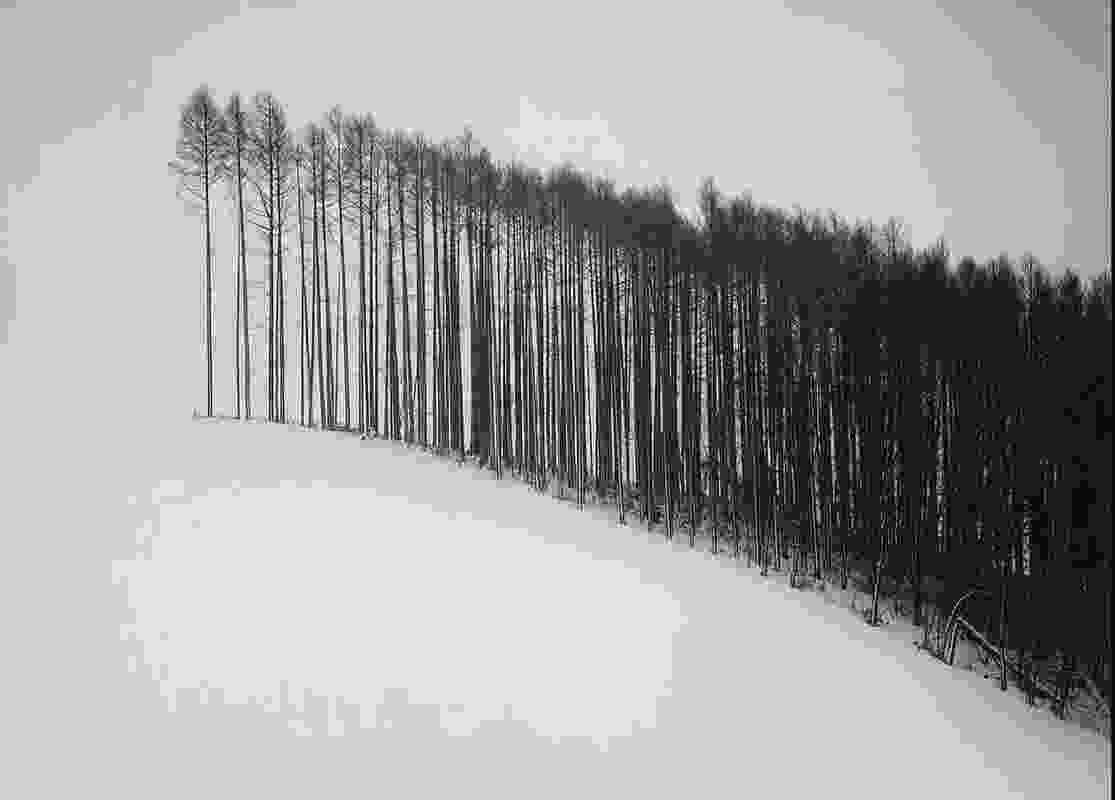 Forest Edge, Hokkaido, Japan, 2004 – from the Japan series. In NBW's design for Houston Memorial Park large-scale pine plantings will be felled upon reaching maturity in an act designed to remember and honour the soldiers who lost their lives overseas.