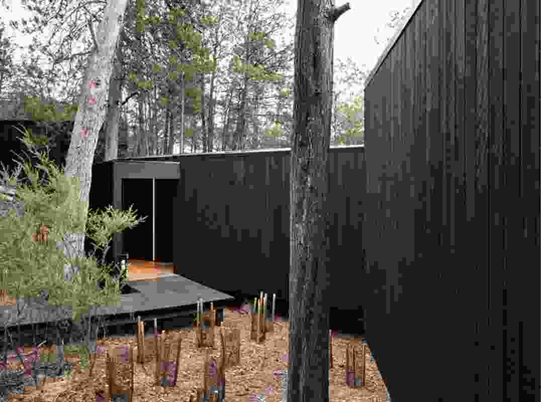 Access to the pods is over boardwalks, past the older cabins. Charred black timber walls imply enclosure and belie the experience of light inside the pods.