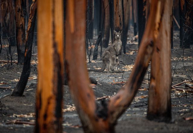 In recent years, the length, frequency and intensity of Australian bushfire seasons have increased.