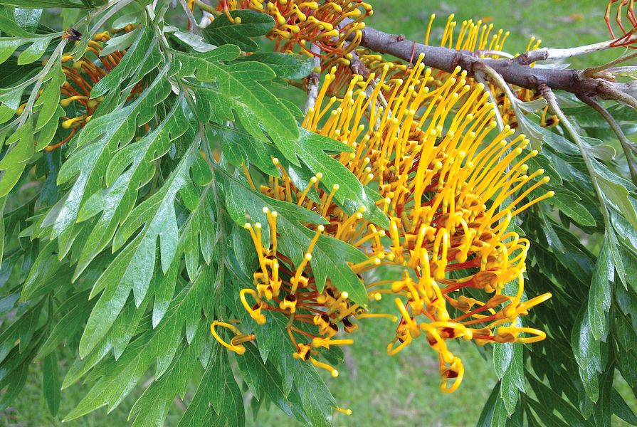 The frond-like reddish-orange flowers of Grevillea robusta (silky oak).