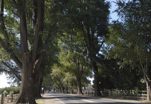 The 2020 Victorian Tree of the Year winner – Bacchus Marsh Avenue of Honour, Bacchus Marsh