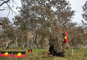 The government intends to destroy Djab Wurrung sacred trees and sites to upgrade the Western Highway at the same time as it seeks heritage status for the Eastern Freeway.