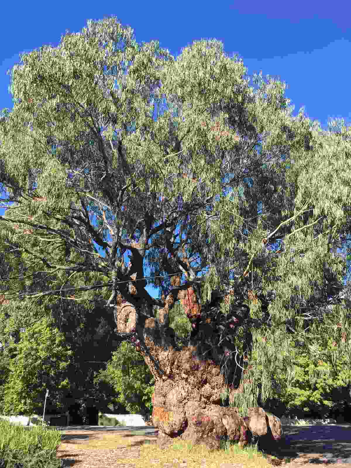 2019 Victorian Tree of the Year announced | Landscape Australia