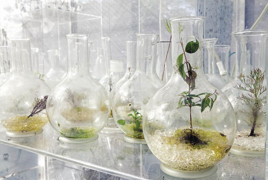 Laboratory flasks house impaired botanical seedlings.