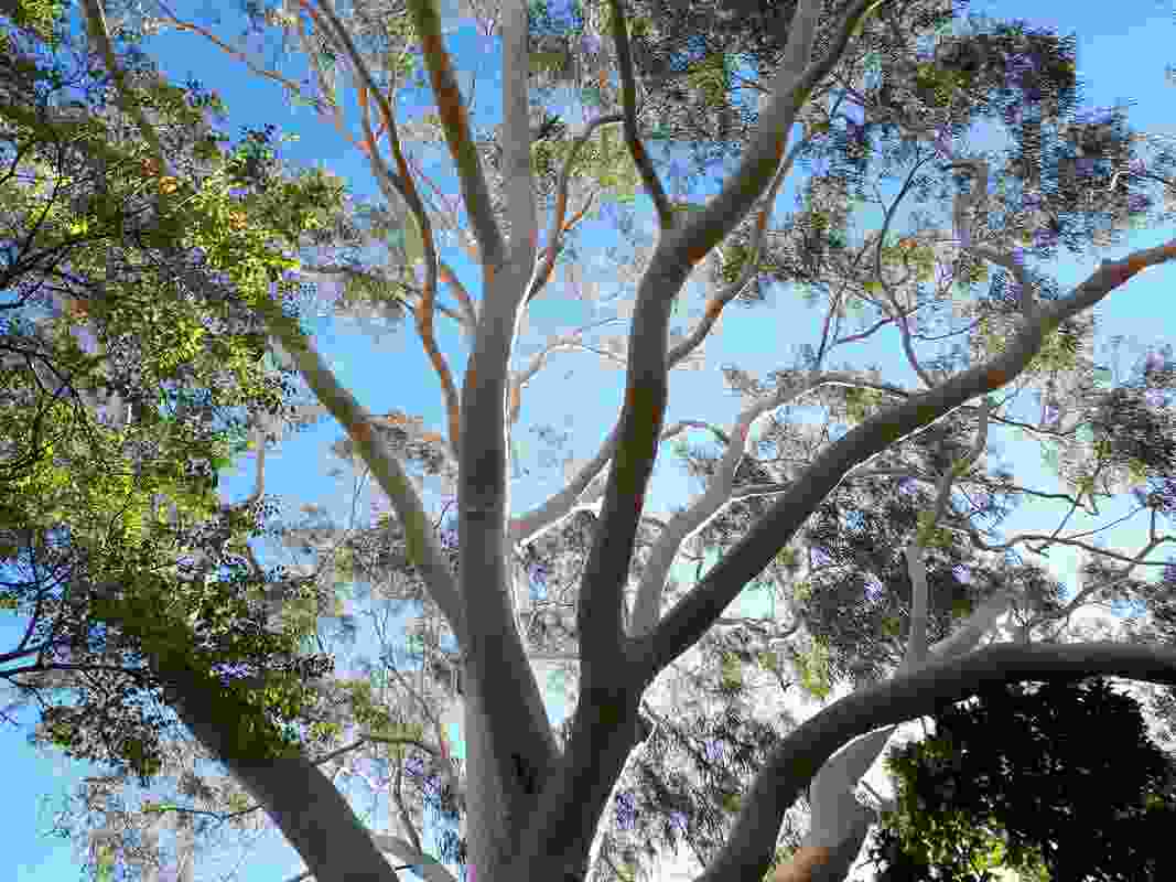 City of Perth Urban Forest Soil Specification and Tree Details by UDLA.