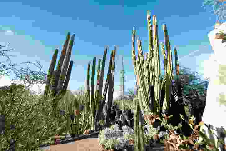 The plantings at the Desert Botanical Garden provide a dazzling array of forms and suggestions for places where almost no rain falls.