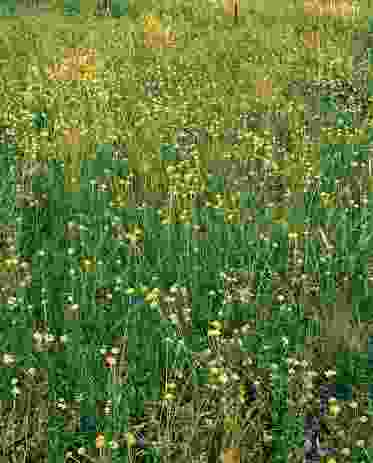 Bookham, New South Wales, spring, reference grassland. The billy buttons’ brightness fading nine days later. Flowering in grasslands can be fleeting.