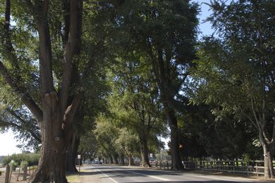 The 2020 Victorian Tree of the Year winner – Bacchus Marsh Avenue of Honour, Bacchus Marsh