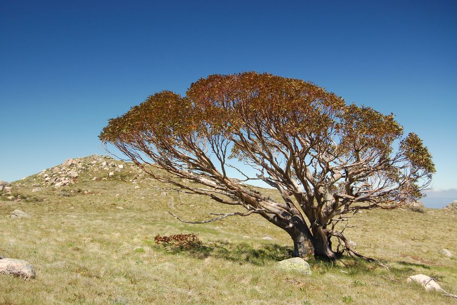 Natural selection Victorian trees vie for most popular laurel