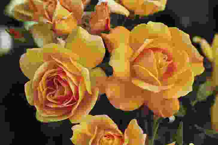 Slim Dusty roses on show at the Melbourne International Flower and Garden Show.