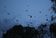 Large flocks of fruit bats take to the skies at dusk in inner Melbourne.