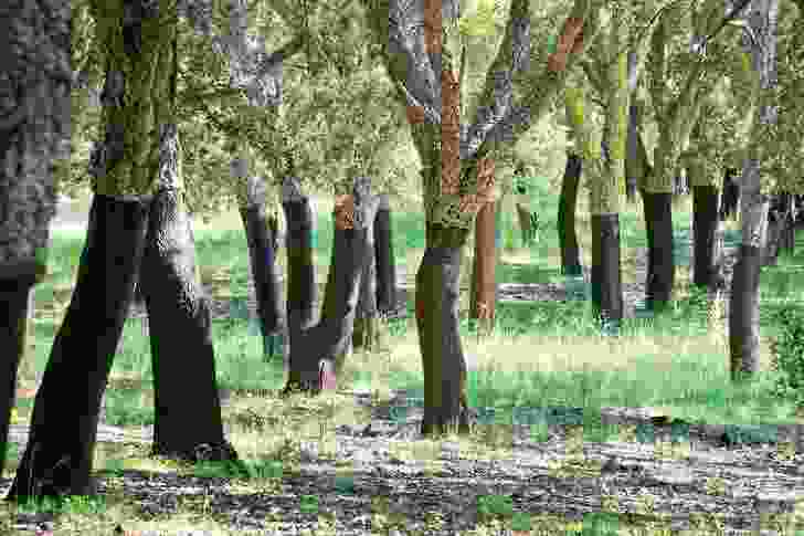The eighty-year-old cork oak forest.