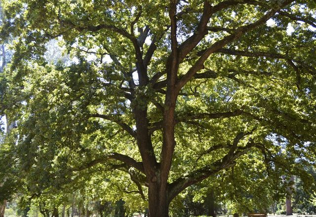 An English oak (Quercus robur) at Castlemaine Botanic Gardens was named 2021 Victorian Tree of the Year.