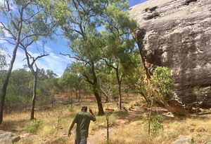 Ranger Trevor Bramwell on the walk up to the Split Rock art galleries in Cape York’s Quinkan Country in 2017.