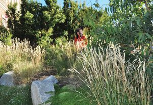 Charles House garden: Scleranthus biflorus (cushion bush) grows around granite boulders and clumps of grasses capture the golden morning light.
