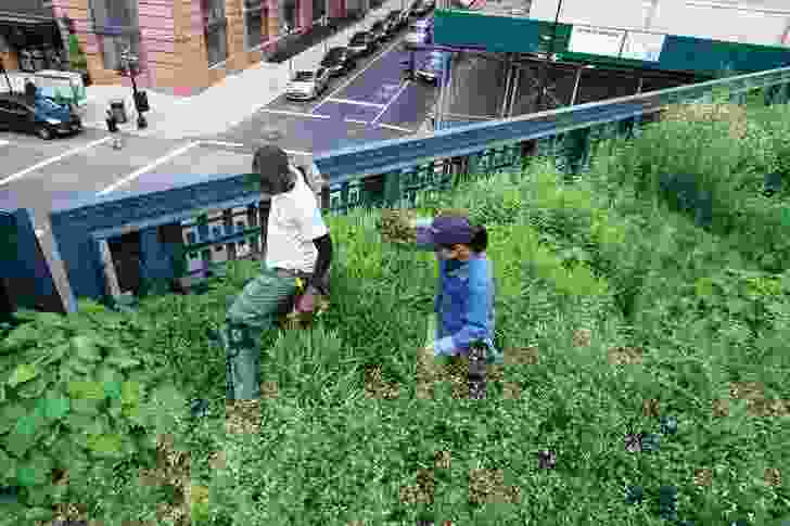 Images of detailed planting design along the High Line.