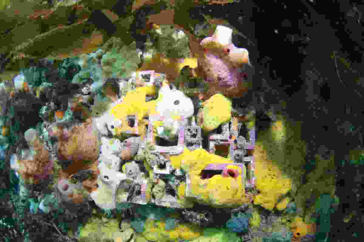 Over time, panels are overgrown by a diversity of marine life, including sponges.