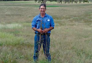 Each year grazier David Marsh harvests kangaroo grass seed (Themeda tiandra) from roadsides and sprinkles it around his paddocks.