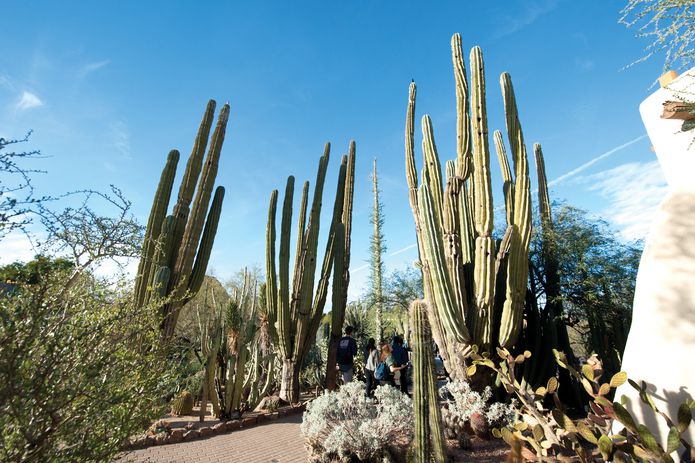 The plantings at the Desert Botanical Garden provide a dazzling array of forms and suggestions for places where almost no rain falls.
