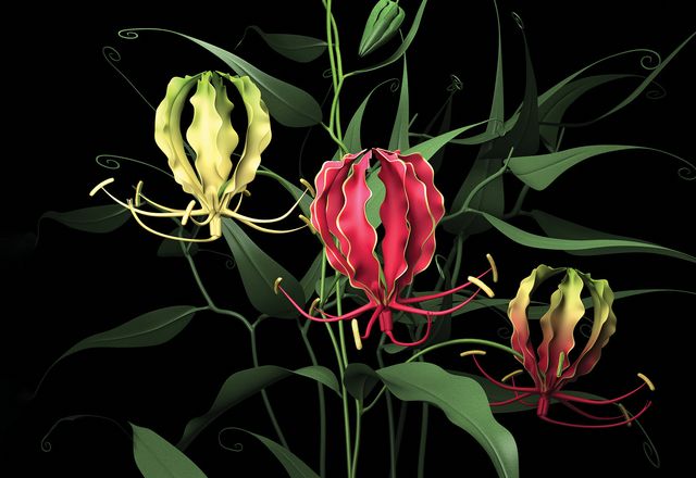 Henderson’s use of hyperreality produces an abstract perfection that prompts discussion of the ways that representation can produce landscape; fire lily_Gloriosa superba/2023.