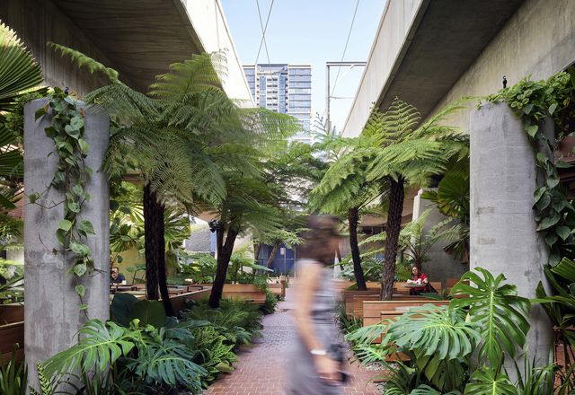 The landscape was envisioned as a Gondwana-like rainforest, with mature tree ferns, hardy exotic climbers and low plantings.