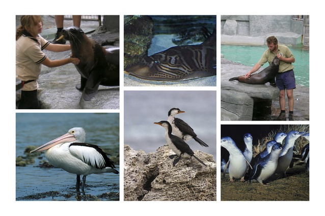 The exhibit seeks to introduce visitors to the unfamiliar secrets of the sea and its animals, and also to inspire them to act in their private lives to improve local marine environment.