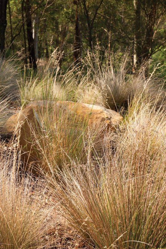 Forest Edge Garden | ArchitectureAu