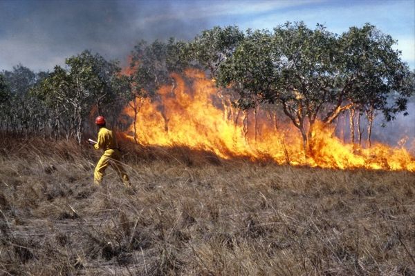 CSIRO fire researcher with experimental grass fire.