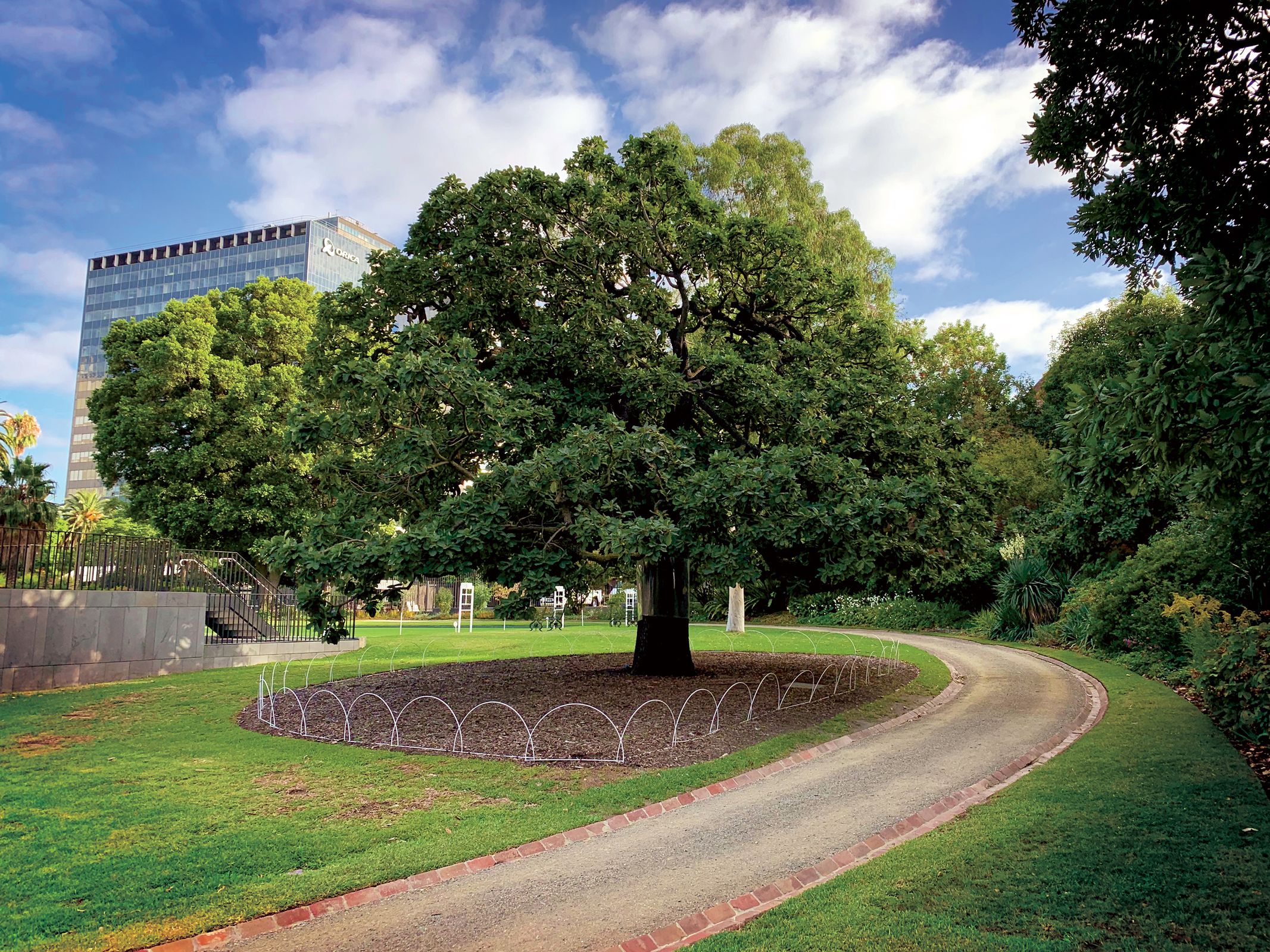 Voting opens for 2021 Victorian Tree of the Year | Landscape Australia
