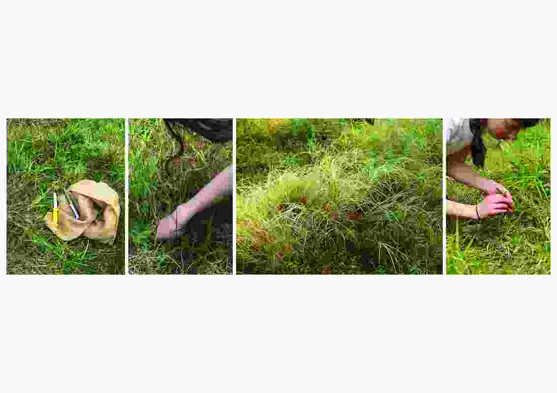 Grassland Tales: braiding care, culture and maintenance by Chloe Walsh
