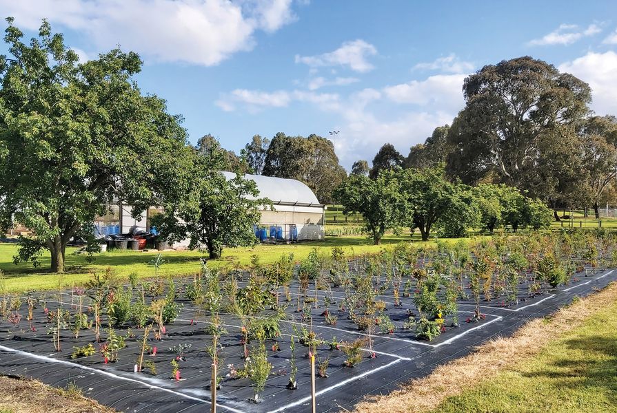 To determine which characteristics help plants thrive after coppicing, the Woody Meadows team evaluated 77 different Australian shrubs and small trees in a trial at Burnley.