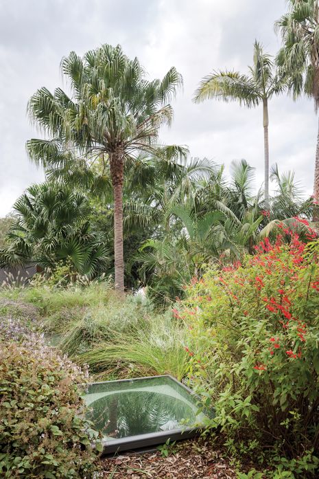 Fountain grass, knotted club-rush and red flowering pineapple sage are just a few of the plants in the beautifully wild and low-maintenance roof garden.