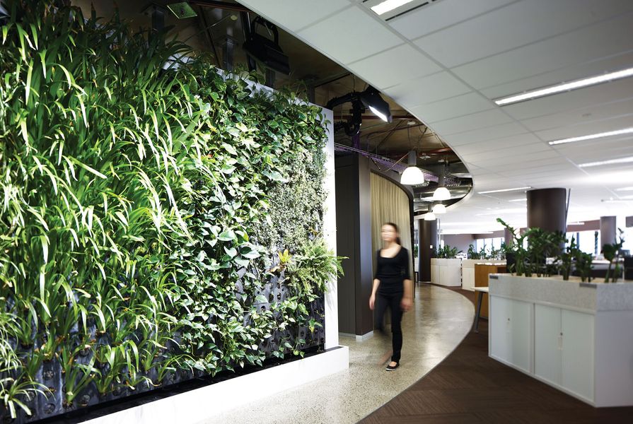 Green walls and plants throughout the Melbourne ISIS office fitouts improve the indoor air quality for ISIS staff.