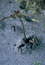 Frond breaking through asphalt.