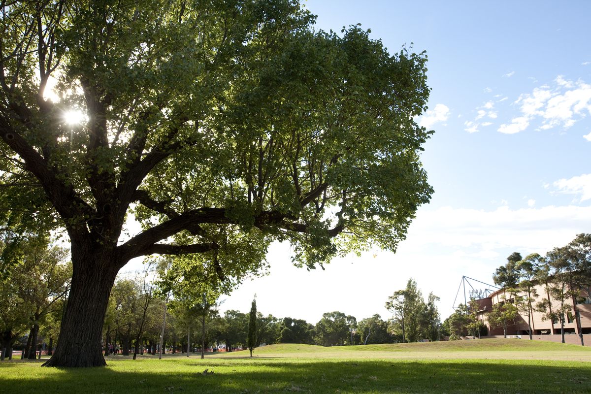 An arboreal affair: Melbourne's love letters to trees | ArchitectureAu