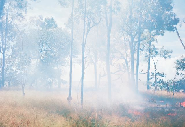 Cultural Burning (Yidinji Country) #1, 2018. Looking out to the waters of the Coral Sea from Bloodwood Plains while an early-season cultural burn is undertaken by the Djunbunji Land and Sea Rangers. The dominant trees are Clarkson’s bloodwood (Corymbia clarksoniana) and the smaller specimens are cocky apple (Planchonia careya). The dominant grass is Eriachne pallescens mixed with kangaroo grass (Themeda triandra) and blady grass (Imperata cylindrica).