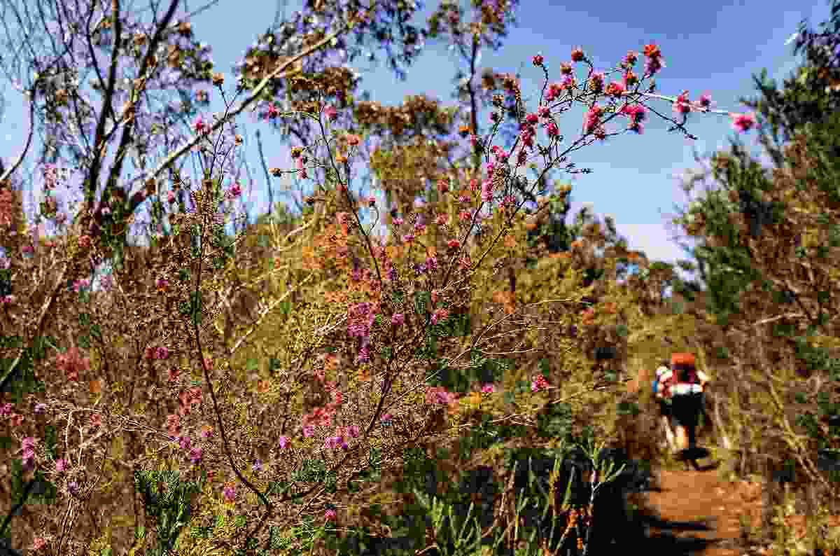 The trail is alive with a rich diversity of native flora, from flowering shrubs and eucalyptus through to blooming heather and orchids.