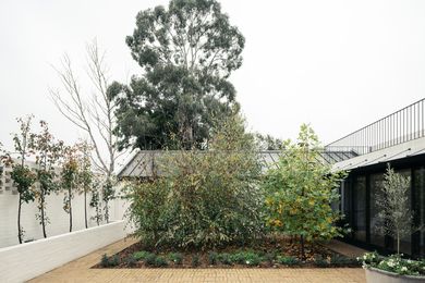 The exterior of Armidale House is a bright white canvas, and the focal point of the home really is the trees, the plants and the colours of the garden.