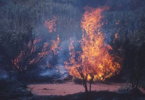 International Federation of Landscape Architects declares climate and biodiversity loss emergency