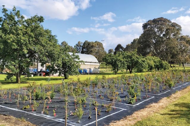 Fostering a meadow mentality | Landscape Australia