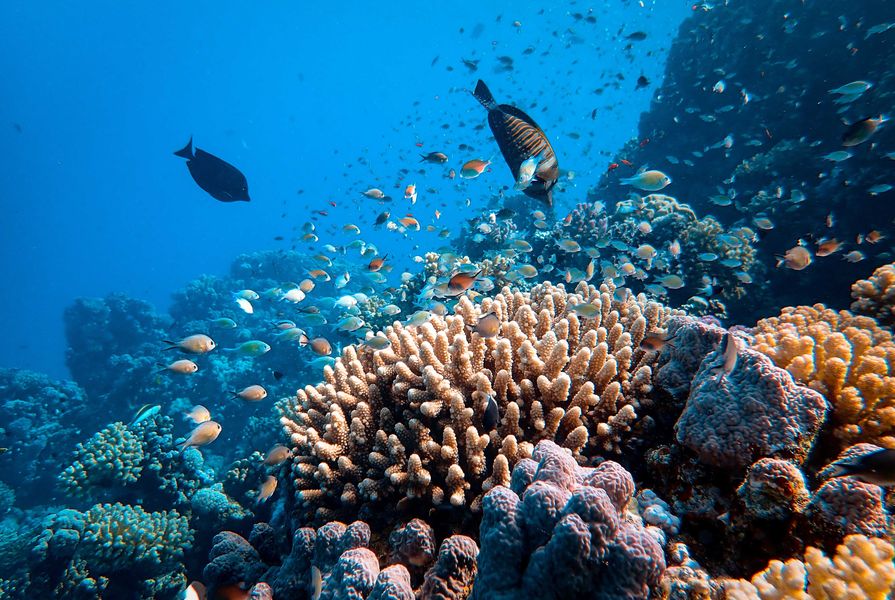 In typical conditions, it takes a minimum of a decade for the fastest growing corals to recover from a single bleaching event.