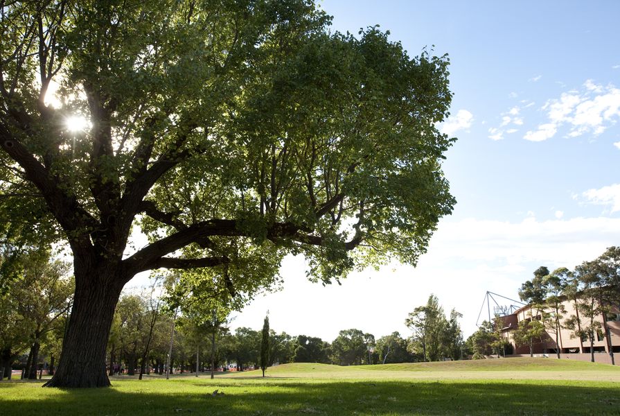 Melbourne's trees have become the recipients of thousands of love letters sent from admirers around the globe.